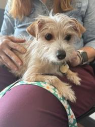 Shelter Stray Female Dog last seen Near Cedarcrest Ave, 70816, LA, 2550 Gourrier Ave, Baton Rouge, LA 70820, USA