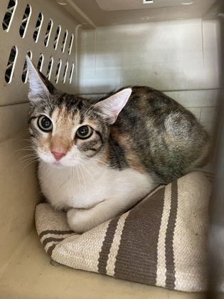 Shelter Stray Female Cat last seen Near N. Horne St., Duncanville, TX, 1150 E Pleasant Run Rd, Cedar Hill, TX 75104, USA
