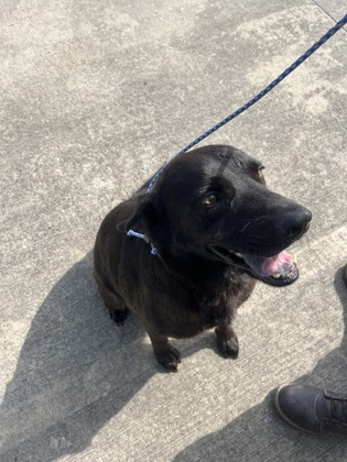Shelter Stray Male Dog last seen Near E McKinley St, 70802, LA, 2550 Gourrier Ave, Baton Rouge, LA 70820, USA