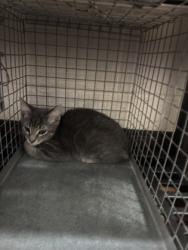 Shelter Stray Male Cat last seen Near Coy Ave, 70810, LA, 2550 Gourrier Ave, Baton Rouge, LA 70820, USA