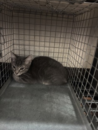Shelter Stray Male Cat last seen Near Coy Ave, 70810, LA, 2550 Gourrier Ave, Baton Rouge, LA 70820, USA