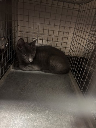Shelter Stray Male Cat last seen Near Coy Ave, 70810, LA, 2550 Gourrier Ave, Baton Rouge, LA 70820, USA