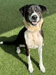 Shelter Stray Female Dog last seen Near Horseshoe Dr, County/Unicorporated, NC, 1491 Business Park Ct, Gastonia, NC 28052, USA