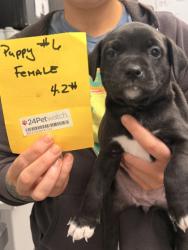 Shelter Stray Female Dog last seen Near Hague, 2nd District, OH, 9203 Detroit Ave, Cleveland, OH 44102, USA