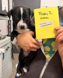 Shelter Stray Male Dog last seen Near HAUGE, 2nd District, OH, 9203 Detroit Ave, Cleveland, OH 44102, USA