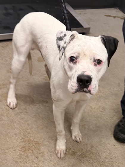 Shelter Stray Male Dog last seen Near Rocky River, 1st District,, 9203 Detroit Ave, Cleveland, OH 44102, USA