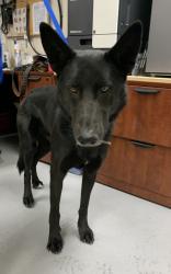 Shelter Stray Male Dog last seen Hwy 47/ Found tied up(ACO-PN)NEEDS TO SPEAK OWNER, Tome,, 1209 NM-314, Los Lunas, NM 87031, USA