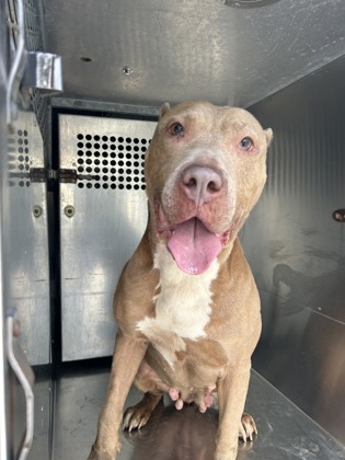 Shelter Stray Female Dog last seen Near CRAIG ST, East District, TX, 355 Hillshire Dr, Haslet, TX 76052, USA