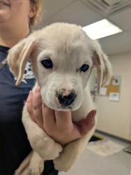 Shelter Stray Male Dog last seen , , NM, 1209 NM-314, Los Lunas, NM 87031, USA