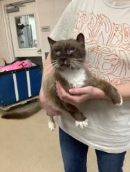 Shelter Stray Male Cat last seen Near Chauncery Pl, West District, TX, 355 Hillshire Dr, Haslet, TX 76052, USA