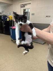 Shelter Stray Male Cat last seen Near Chauncery Pl, West District, TX, 355 Hillshire Dr, Haslet, TX 76052, USA