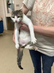 Shelter Stray Male Cat last seen Near Chauncery Pl, West District, TX, 355 Hillshire Dr, Haslet, TX 76052, USA