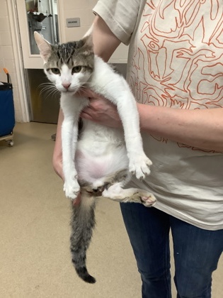 Shelter Stray Male Cat last seen Near Chauncery Pl, West District, TX, 355 Hillshire Dr, Haslet, TX 76052, USA