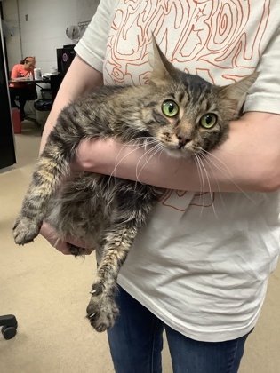 Shelter Stray Male Cat last seen Near Chauncery Pl, West District, TX, 355 Hillshire Dr, Haslet, TX 76052, USA