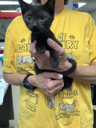 Shelter Stray Female Cat last seen Near Chauncery Pl, West District, TX, 355 Hillshire Dr, Haslet, TX 76052, USA