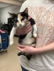 Shelter Stray Female Cat last seen Near Chauncery Pl, West District, TX, 355 Hillshire Dr, Haslet, TX 76052, USA
