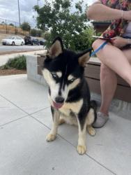 Shelter Stray Female Dog last seen Near Cahoon ST SW, Atlanta, GA, 1251 Fulton Industrial Blvd NW, Atlanta, GA 30336, USA