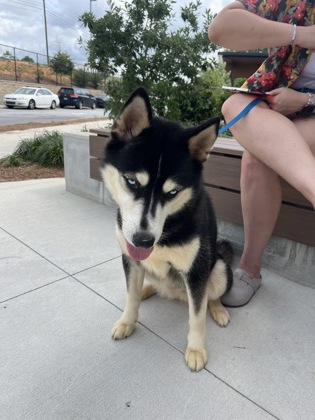 Shelter Stray Female Dog last seen Near Cahoon ST SW, Atlanta, GA, 1251 Fulton Industrial Blvd NW, Atlanta, GA 30336, USA