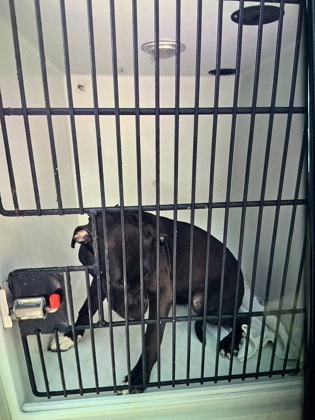 Shelter Stray Female Dog last seen Near HEMPHILL SCHOOL RD NW, Atlanta, GA, 1251 Fulton Industrial Blvd NW, Atlanta, GA 30336, USA