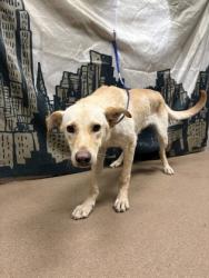 Shelter Stray Male Dog last seen Old River Rd/Desiree Rd, 29655, Iva City, SC, 1320 US-29, Anderson, SC 29626, USA