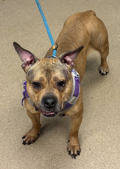 Shelter Stray Female Dog last seen Near CENTRAL DRIVE APT 100 Stone Mountain, 30083, 30083, GA, 3280 Chamblee Dunwoody Rd, Chamblee, GA 30341, USA