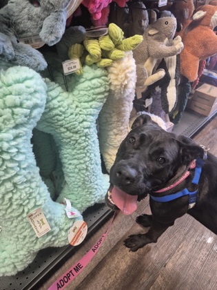 Shelter Stray Female Dog last seen Near Columbia Woods Dr, 30032, GA, 3280 Chamblee Dunwoody Rd, Chamblee, GA 30341, USA