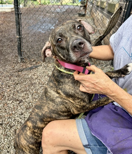 Shelter Stray Female Dog last seen Near stonegate point, 30083, GA, 3280 Chamblee Dunwoody Rd, Chamblee, GA 30341, USA
