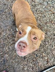 Shelter Stray Female Dog last seen Near Glenwood Rd, 30032, GA, 3280 Chamblee Dunwoody Rd, Chamblee, GA 30341, USA