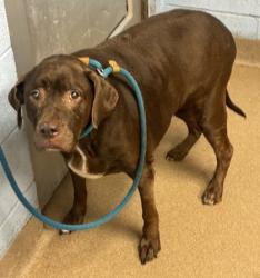 Shelter Stray Female Dog last seen Near Buford Hwy, Doraville, GA 30340, 30340, GA, 3280 Chamblee Dunwoody Rd, Chamblee, GA 30341, USA