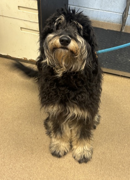 Shelter Stray Female Dog last seen Near BOULDERCREST ROAD, 30316, GA, 3280 Chamblee Dunwoody Rd, Chamblee, GA 30341, USA