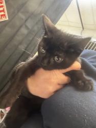 Shelter Stray Male Cat last seen Near Bouldercrest RD SE, 30316, GA, 3280 Chamblee Dunwoody Rd, Chamblee, GA 30341, USA