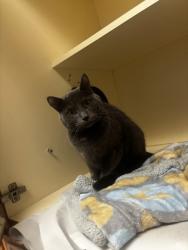 Shelter Stray Unknown Cat last seen Near Mills Creek Cir Scottdale, GA 30079, 30079, GA, 3280 Chamblee Dunwoody Rd, Chamblee, GA 30341, USA