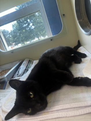 Shelter Stray Female Cat last seen Near flowers road Doraville, 30360, GA, 3280 Chamblee Dunwoody Rd, Chamblee, GA 30341, USA
