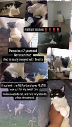 Lost Male Cat last seen NE Portland, Portland, OR 97211