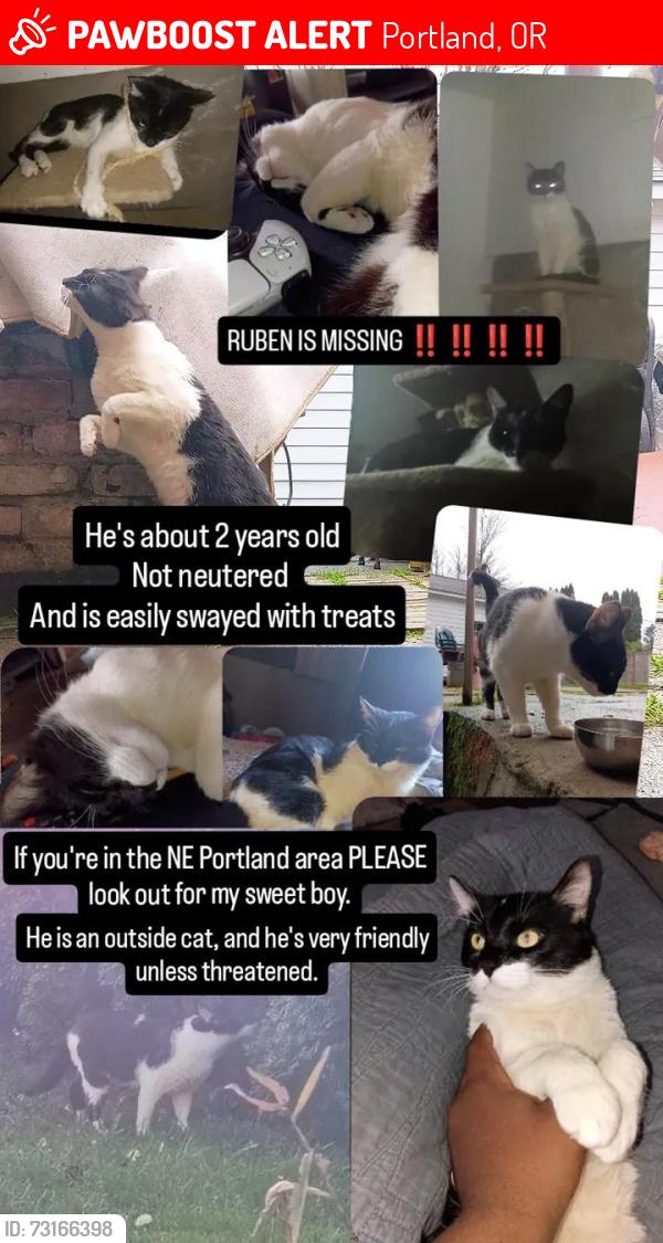 Lost Male Cat last seen NE Portland, Portland, OR 97211
