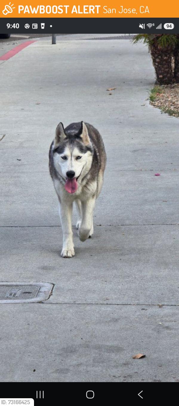 Found/Stray Female Dog last seen Rose ave and capital ave, San Jose, CA 95131
