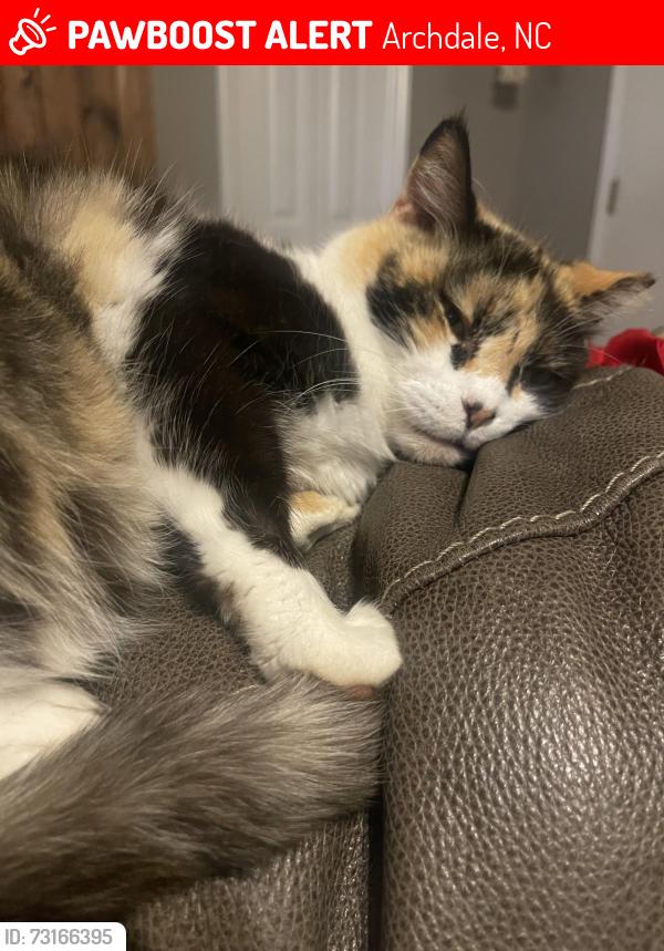 Lost Female Cat last seen Archdale Rd, Archdale, NC 27263