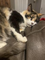 Lost Female Cat last seen Archdale Rd, Archdale, NC 27263