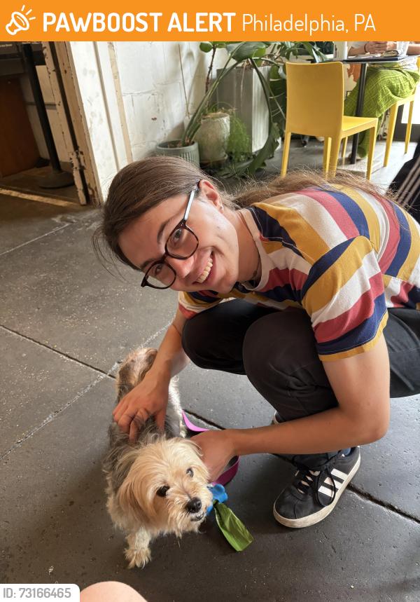 Found/Stray Female Dog last seen 16th and diamond, Philadelphia, PA 19121