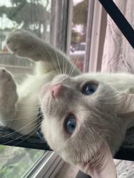 Lost Male Cat last seen Freeman and 161st Street, Lawndale, CA 90260