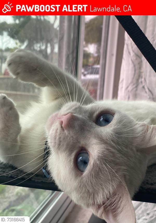 Lost Male Cat last seen Freeman and 161st Street, Lawndale, CA 90260