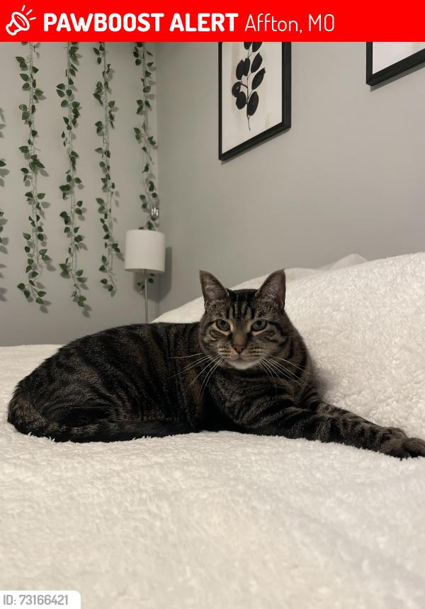 Lost Male Cat last seen Niles Manor subdivision, Affton, MO 63123