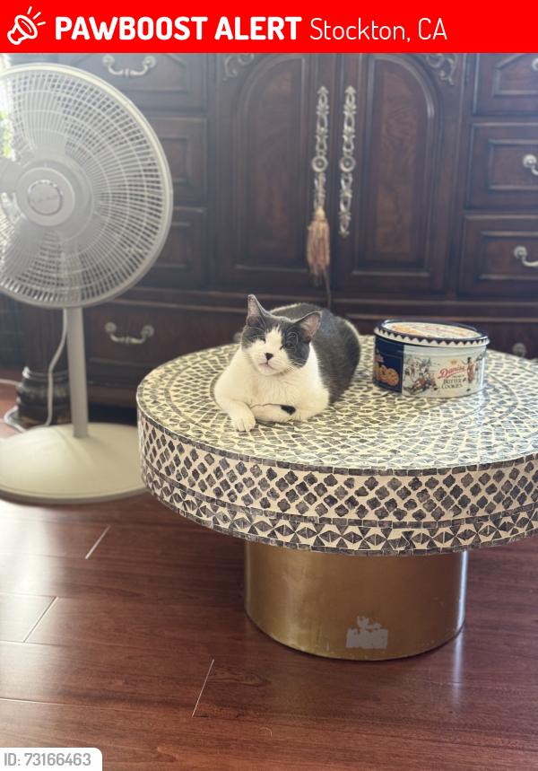 Lost Male Cat last seen Dunwood Ave and Millwood Ave, Stockton, CA 95210