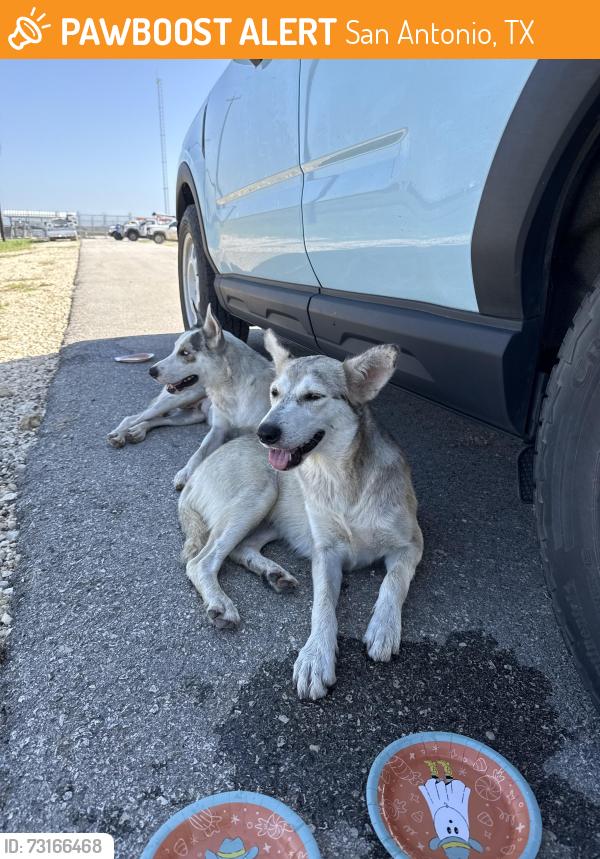 Found/Stray Female Dog last seen Blanco Specht, San Antonio, TX 78260