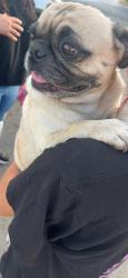 Reunited Male Dog last seen Washington & Decatur, Las Vegas, NV 89108