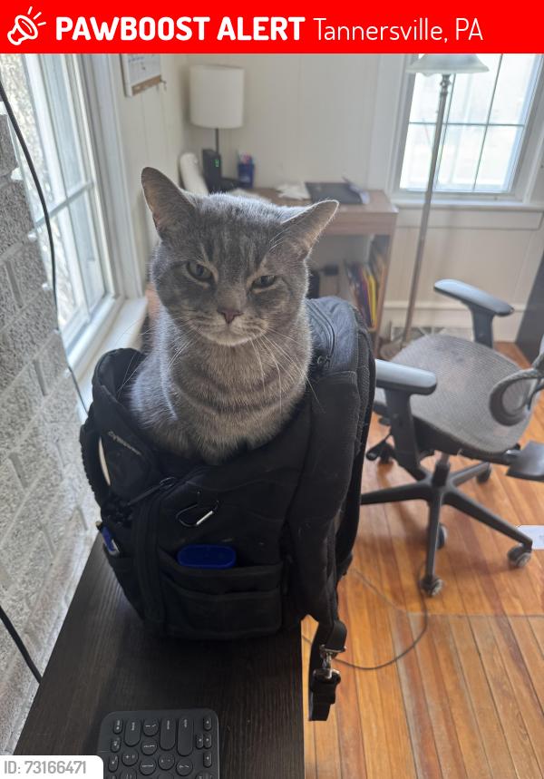 Lost Male Cat last seen Cherry Lane, Tannersville, PA 18372
