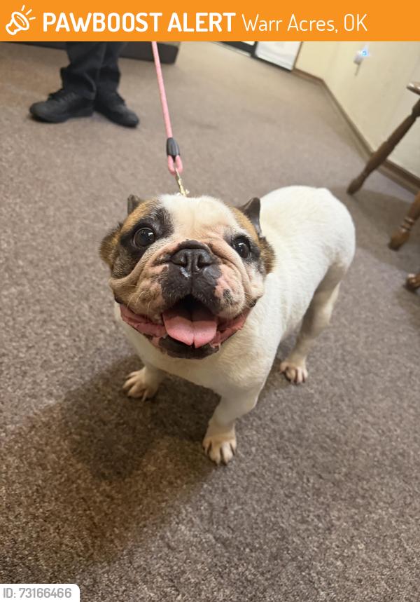 Found/Stray Female Dog last seen NW 39th Street and May, Warr Acres, OK 73122