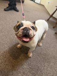 Found/Stray Female Dog last seen NW 39th Street and May, Warr Acres, OK 73122