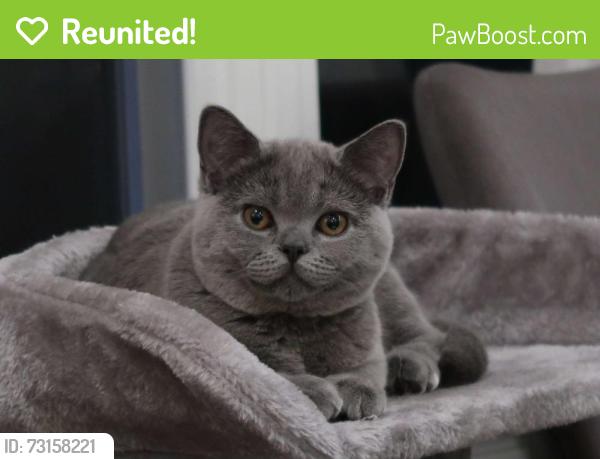 Reunited Female Cat last seen Portsmouth Place, Mississauga, ON 