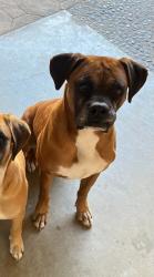 Lost Male Dog last seen Corbin and Lassen, Los Angeles, CA 91311